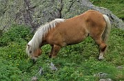 94 Cavallo al pascolo tardo pomeridiano